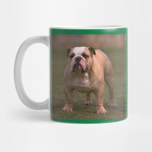 Bulldog fawn and white second Mug